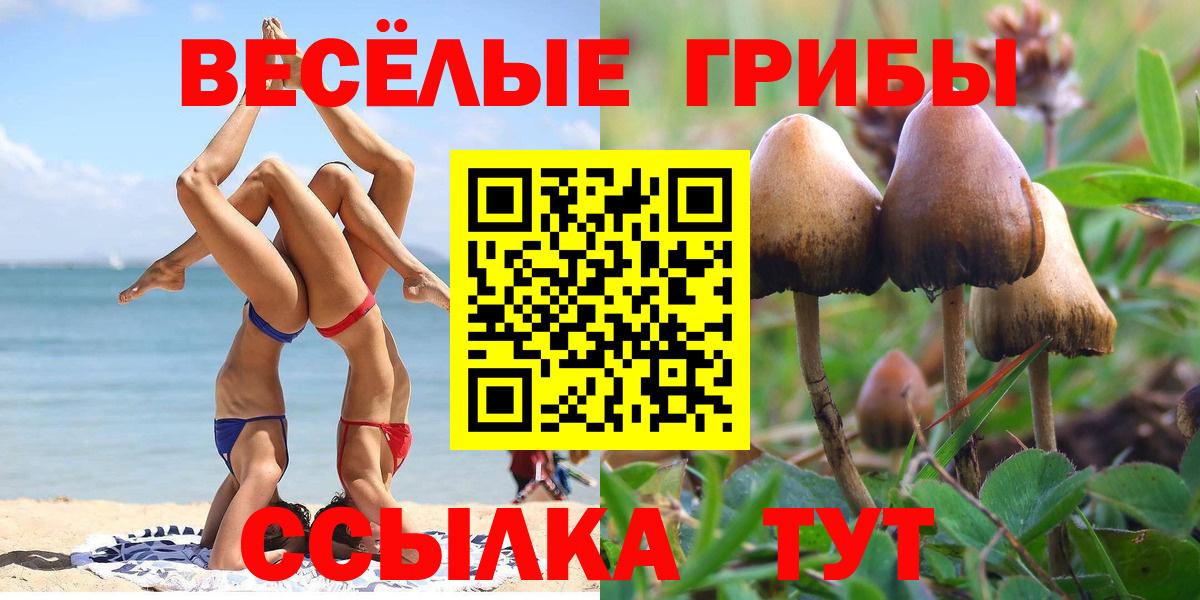 Галлюциногенные грибы Psilocybine cubensis Мценск