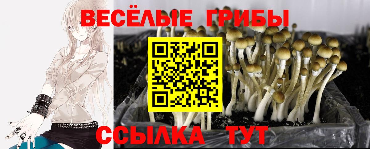 Галлюциногенные грибы мухоморы  Вход с VPN  где найти   Мценск 